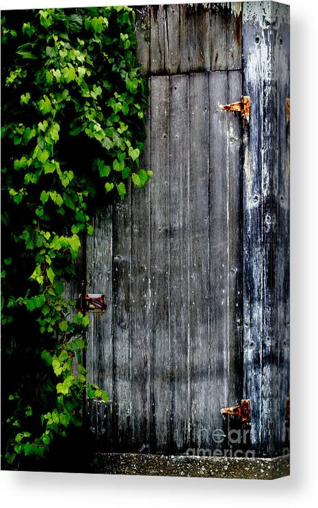 Barn Canvas Print featuring the photograph Wild Grape Vine Door by Michael Arend