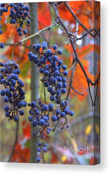 Grapes Canvas Print featuring the photograph Wild Grapes by Jim McCain
