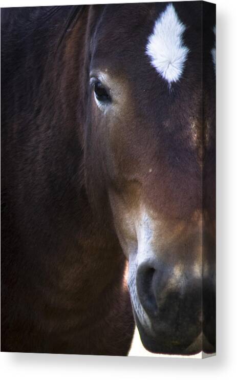 Andalusia Canvas Print featuring the photograph Wild Mustangs of New Mexico 42 by Catherine Sobredo