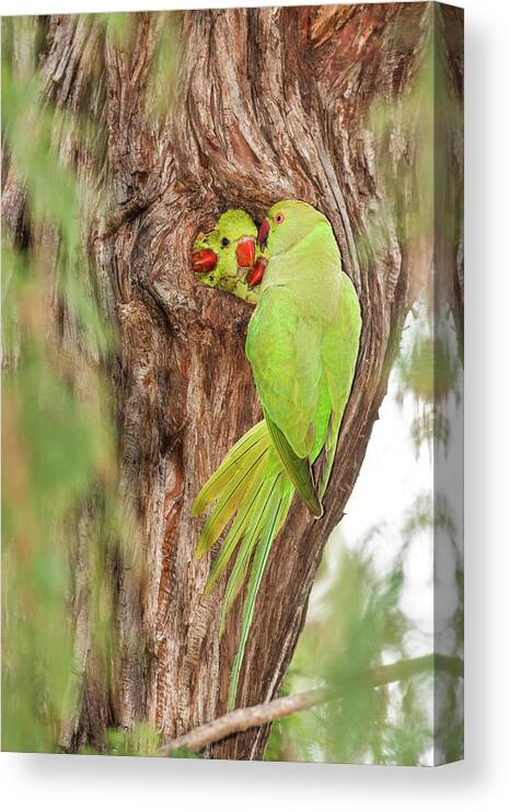 Security Canvas Print featuring the photograph Wild Rose-ringed Parakeet Psittacula by Photostock-israel