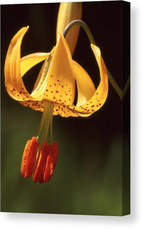 Woods Canvas Print featuring the photograph Wild Tiger Lily by Ginny Barklow