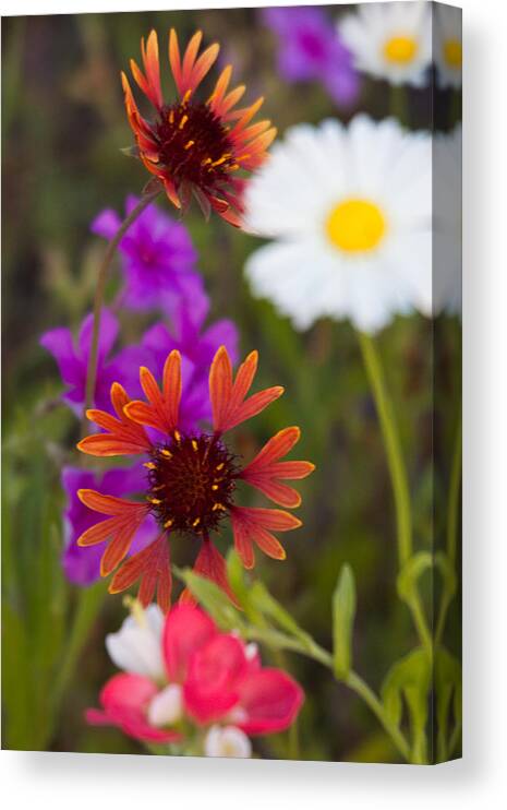 Colorful Canvas Print featuring the photograph Wildflowers of Texas by Eggers Photography
