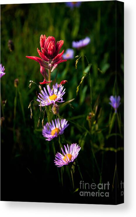 Landscape Canvas Print featuring the photograph Wildflowers by Steven Reed
