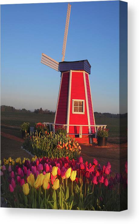 Acer Palmatum Canvas Print featuring the photograph Wind Mill At The Tulip Festival by Michel Hersen
