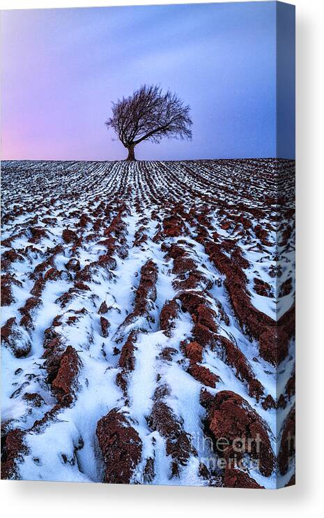 Snow Canvas Print featuring the photograph Windswept Tree Scotland by John Farnan