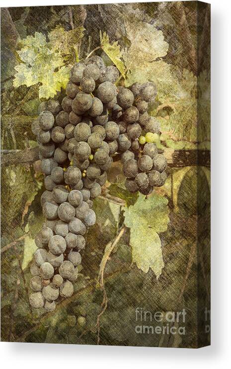 Grape Canvas Print featuring the photograph Winery Grapes by Carrie Cranwill