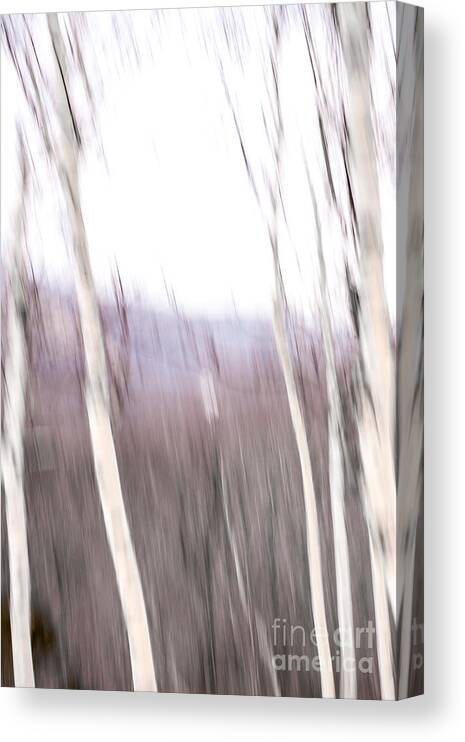Winter Canvas Print featuring the digital art Winter Birches Tryptich 3 by Susan Cole Kelly Impressions