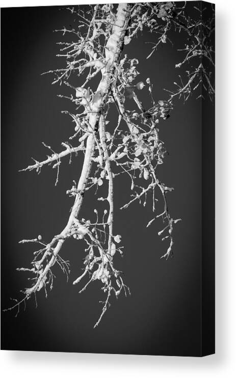 Carmel Canvas Print featuring the photograph Winter Branch by Frank Mari