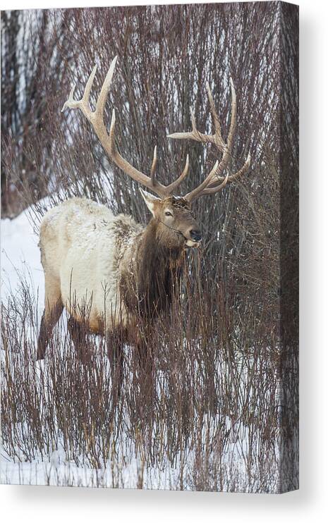 Big Game Canvas Print featuring the photograph Winter Bull by D Robert Franz