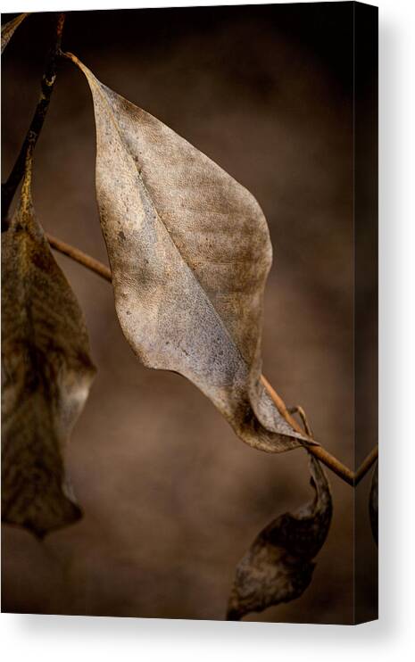 Still Life Photography Canvas Print featuring the photograph Winter by Mary Buck