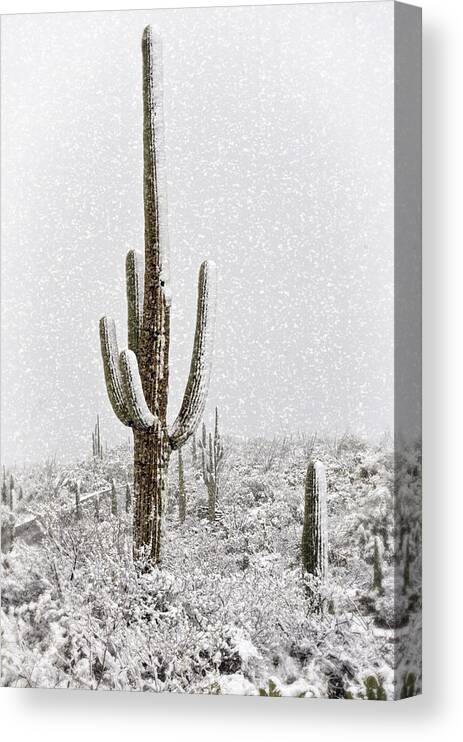 Arizona Canvas Print featuring the photograph Winter Sonoran Style by Saija Lehtonen