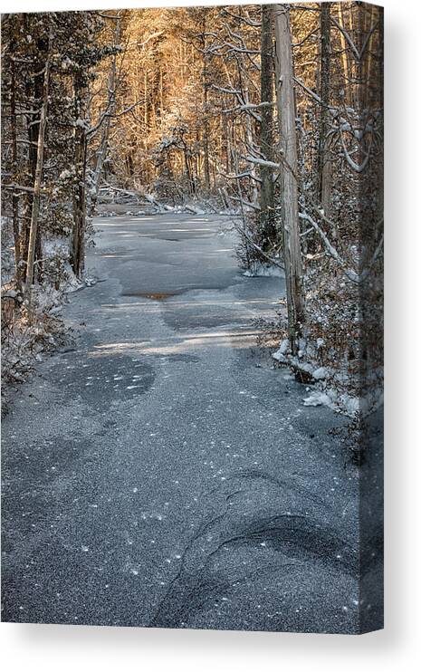 Pine Barrens Canvas Print featuring the photograph Winter Sun On Trees by Denise Bush