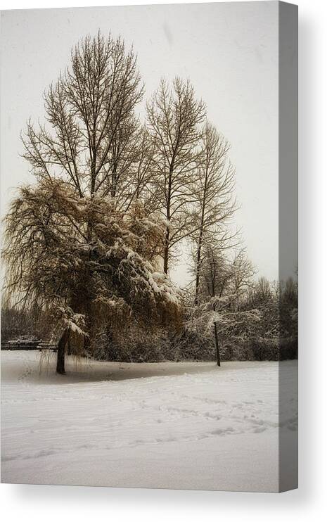 Scene Canvas Print featuring the photograph Winter trees by Eti Reid