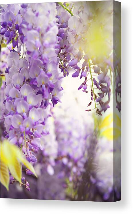 Jenny Rainbow Fine Art Photography Canvas Print featuring the photograph Wisteria Garden 4 by Jenny Rainbow