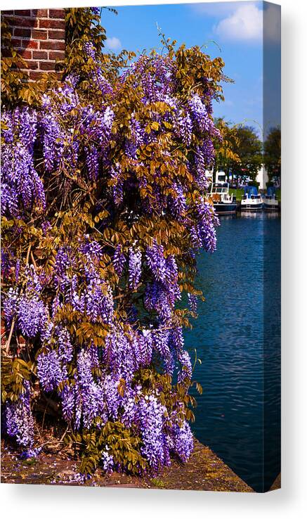 Brielle Canvas Print featuring the photograph Wisteria on the Wall. Brielle. Netherlands by Jenny Rainbow