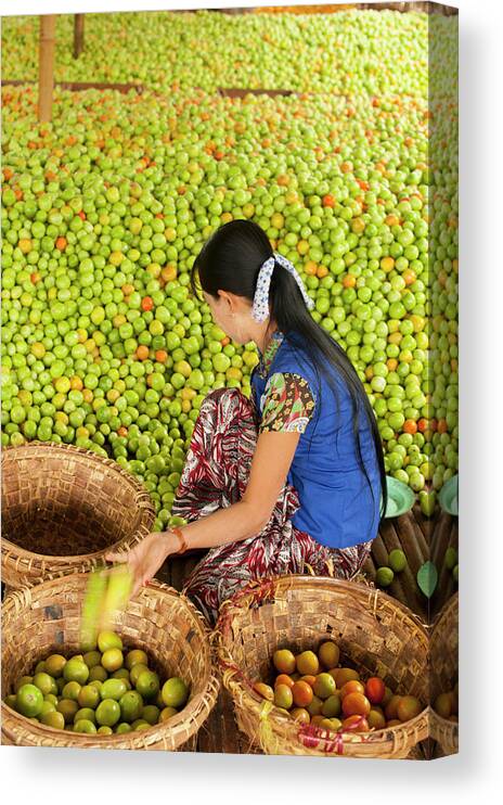 Working Canvas Print featuring the photograph Woman Sorting Apples, Inle Lake, Shan by Cultura Rm Exclusive/yellowdog
