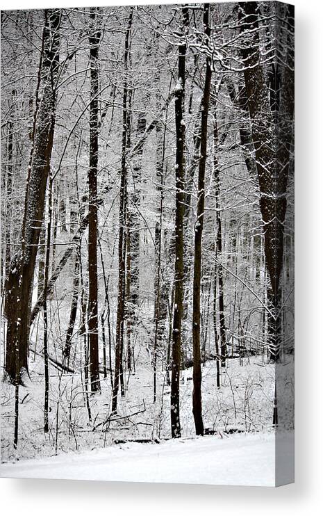Woods On A Snowy Night Canvas Print featuring the photograph Woods On a Snowy Night by Penny Hunt