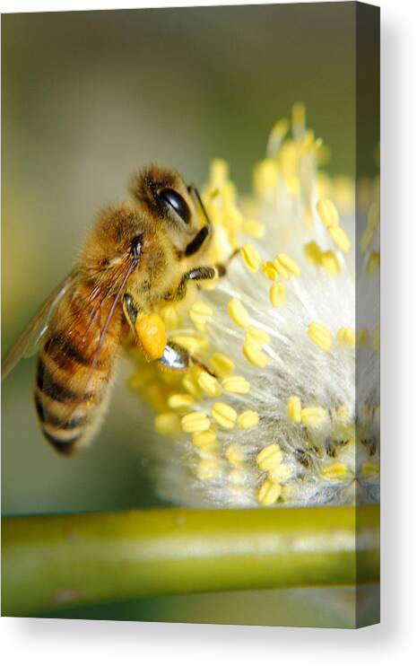 Bee Canvas Print featuring the photograph Worker Bee by Frozen in Time Fine Art Photography