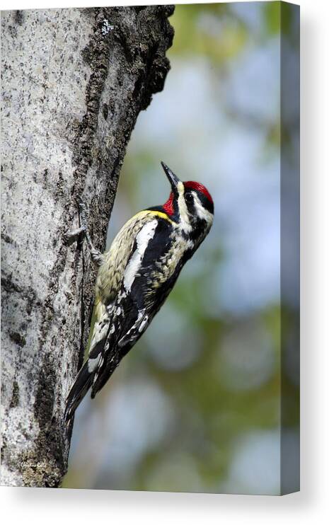 Bird Canvas Print featuring the photograph Yellow Bellied Sapsucker by Christina Rollo