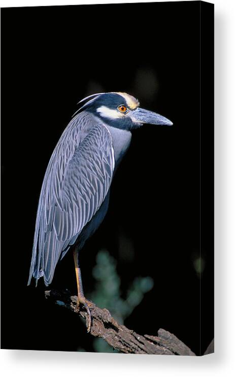 Vertical Canvas Print featuring the photograph Yellow Crowned Night Heron Nycticorax by Millard H. Sharp