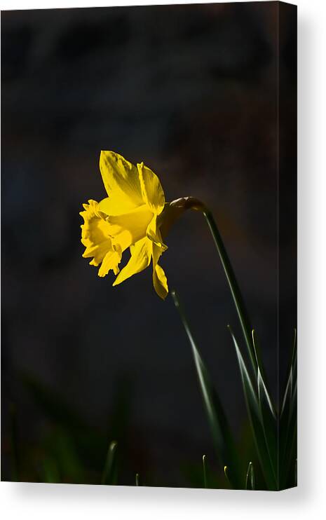 Flower Canvas Print featuring the photograph Yellow Daffodil by Robert Mitchell