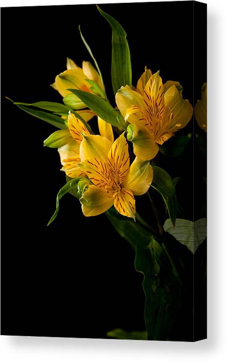 Green Canvas Print featuring the photograph Yellow Flowers by Sennie Pierson