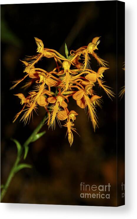 Yellow Fringed Orchid Canvas Print featuring the photograph Yellow Fringed Orchid by Barbara Bowen