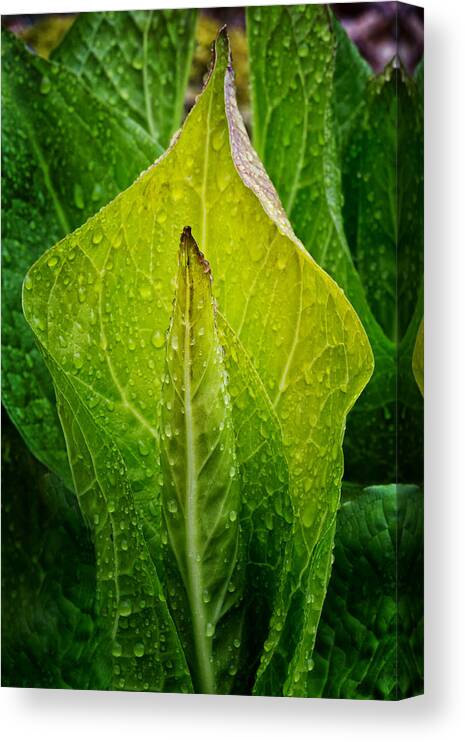 Skunk Cabbage Canvas Print featuring the photograph Yellow Green Skunk Cabbage by Bill Wakeley