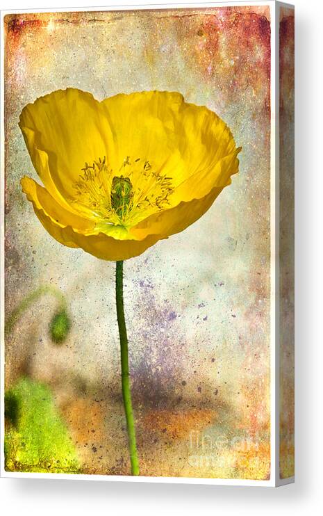 Flower Canvas Print featuring the photograph Yellow Icelandic Poppy And Texture by Mimi Ditchie