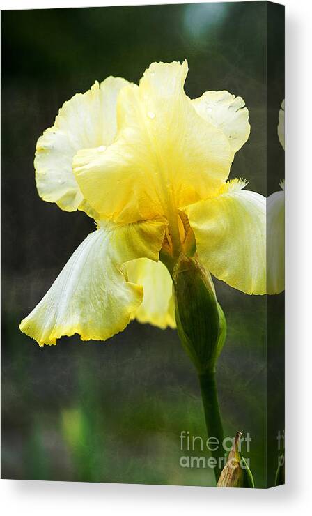 Floral Canvas Print featuring the photograph Yellow Iris by Lee Craig