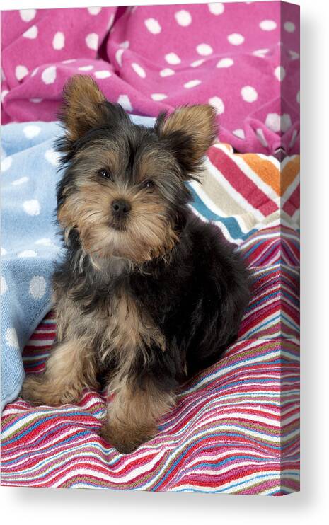 Dog Canvas Print featuring the photograph Yorkshire Terrier Puppy by John Daniels