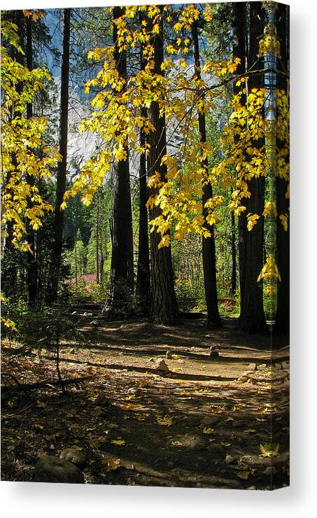 Fen Canvas Print featuring the photograph Yosemite Fen Way by John Haldane