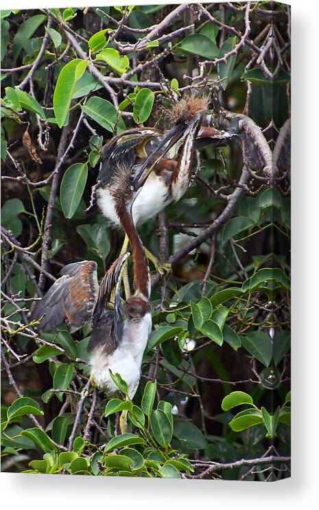 Tri-colored Heron Canvas Print featuring the photograph Young and Wild by Leda Robertson