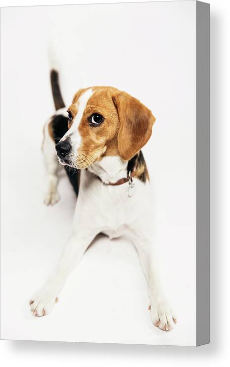 Belgium Canvas Print featuring the photograph Young Beagle In The Studio by Kevin Vandenberghe