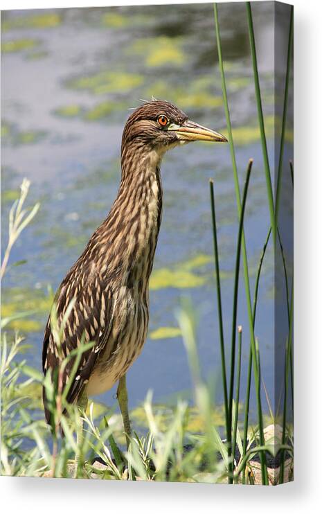 Black Crowned Night Heron Canvas Print featuring the photograph Young Heron by Shane Bechler