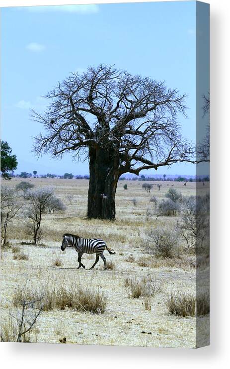 Exotic Canvas Print featuring the photograph Zebra Baobab Tree by Tom Wurl