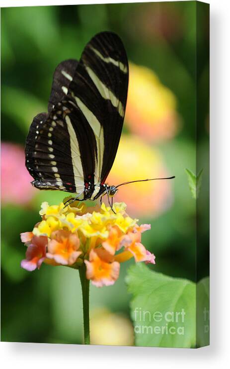 Zebra Butterfly Canvas Print featuring the photograph Zebra Butterfly by Sarah Schroder