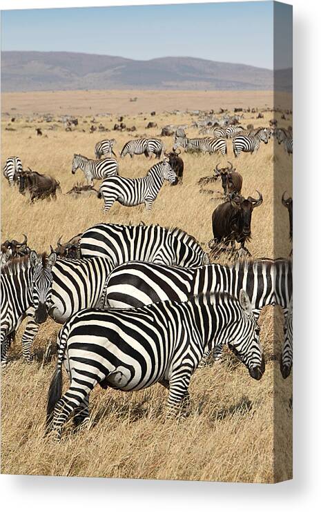 Plains Canvas Print featuring the photograph Zebra Migration Maasai Mara Kenya by Carole-Anne Fooks