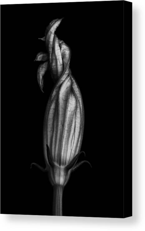 Zucchini Canvas Print featuring the photograph Zucchini Flower in Black and White by Robert Woodward