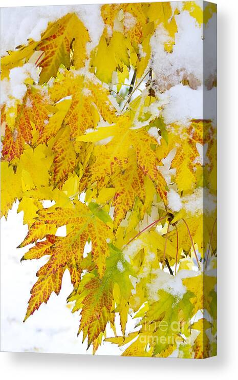 Snow Canvas Print featuring the photograph Autumn Snow Portrait by James BO Insogna