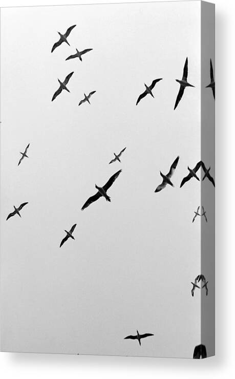 Vertical Canvas Print featuring the photograph 0 by Photos.com