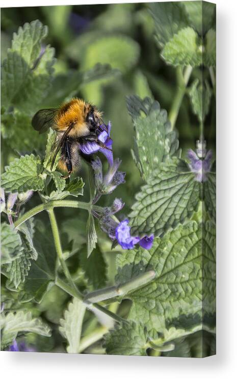 Bee Canvas Print featuring the photograph Bee #1 by David Gleeson