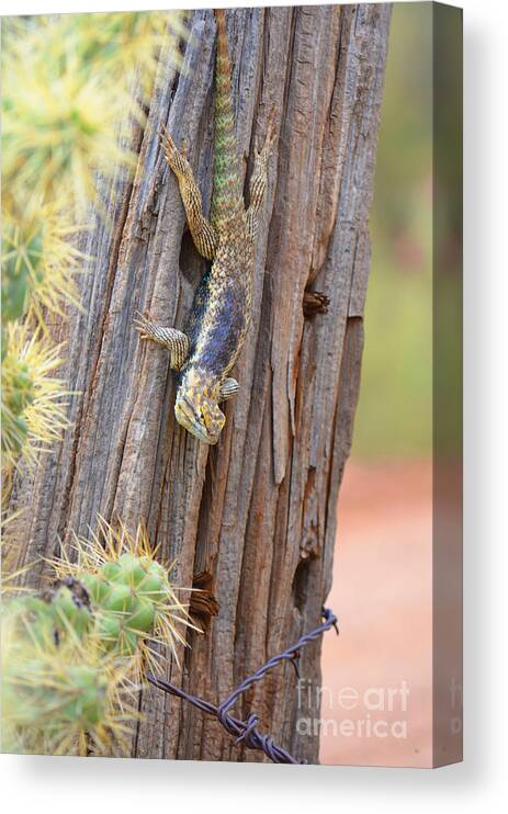 Reptilian Canvas Print featuring the photograph Desert Spiney Lizard #1 by Donna Greene
