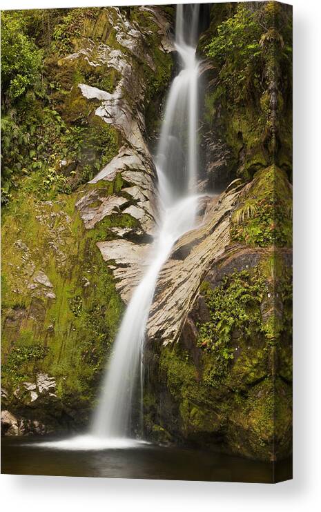 00439764 Canvas Print featuring the photograph Dorothy Falls Near Lake Kaniere New #1 by Colin Monteath