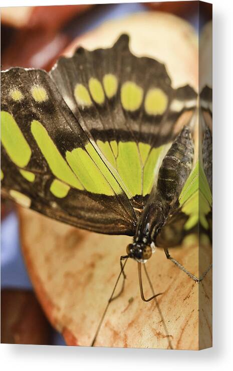 Malachite Canvas Print featuring the photograph Malachite Butterfly #1 by Perla Copernik
