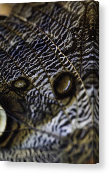 Mournful Owl Canvas Print featuring the photograph Mournful Owl Butterfly #1 by Perla Copernik