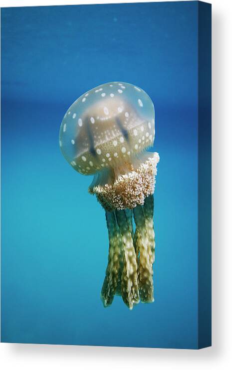 Mp Canvas Print featuring the photograph Papuan Jellyfish #1 by Hiroya Minakuchi
