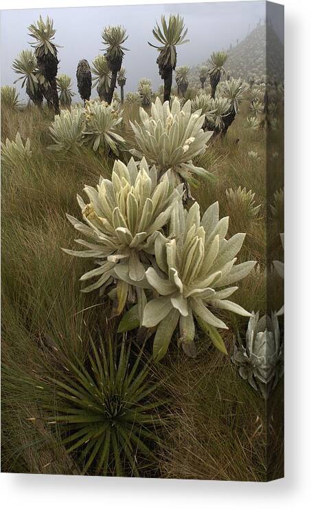 Mp Canvas Print featuring the photograph Paramo Flower Espeletia Pycnophylla #1 by Pete Oxford