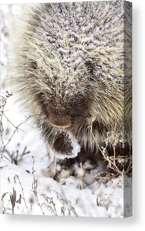 Porcupine Canvas Print featuring the digital art Porcupine in Winter #1 by Mark Duffy