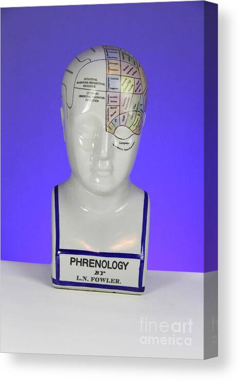 Brain Canvas Print featuring the photograph Phrenological Model #11 by Photo Researchers, Inc.